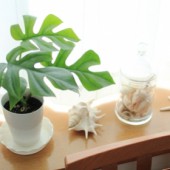 Mẹo trang trí cây xanh trong nhà